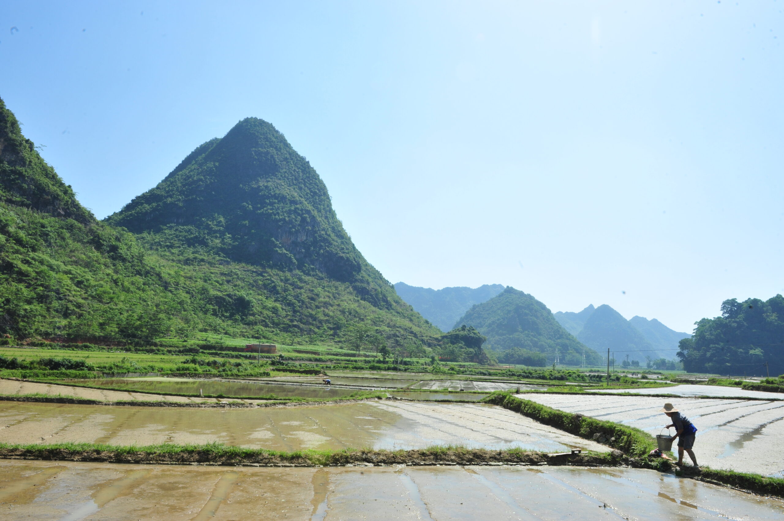 Woman working in rice fields.