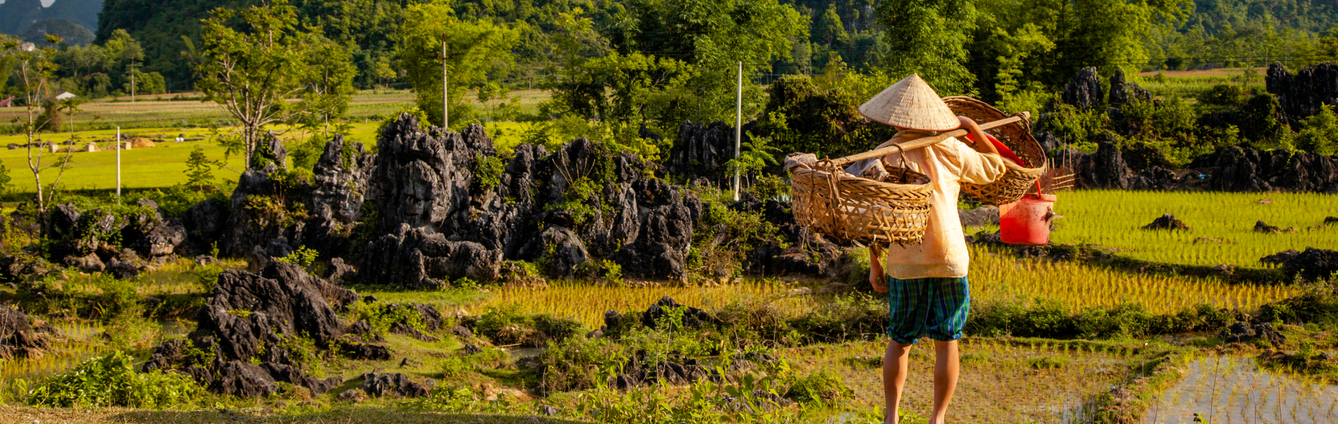 A lady walking with baskets over her shoulders in a rice field.