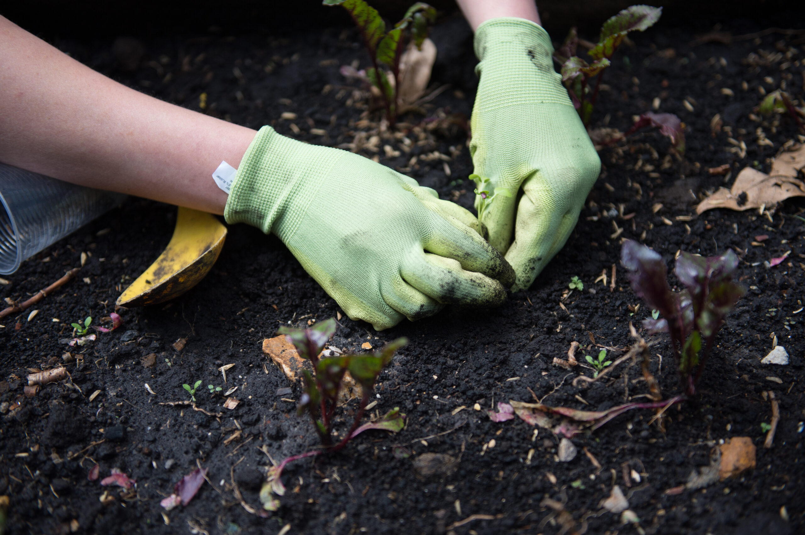 Hands with garden gloves planting small plants.