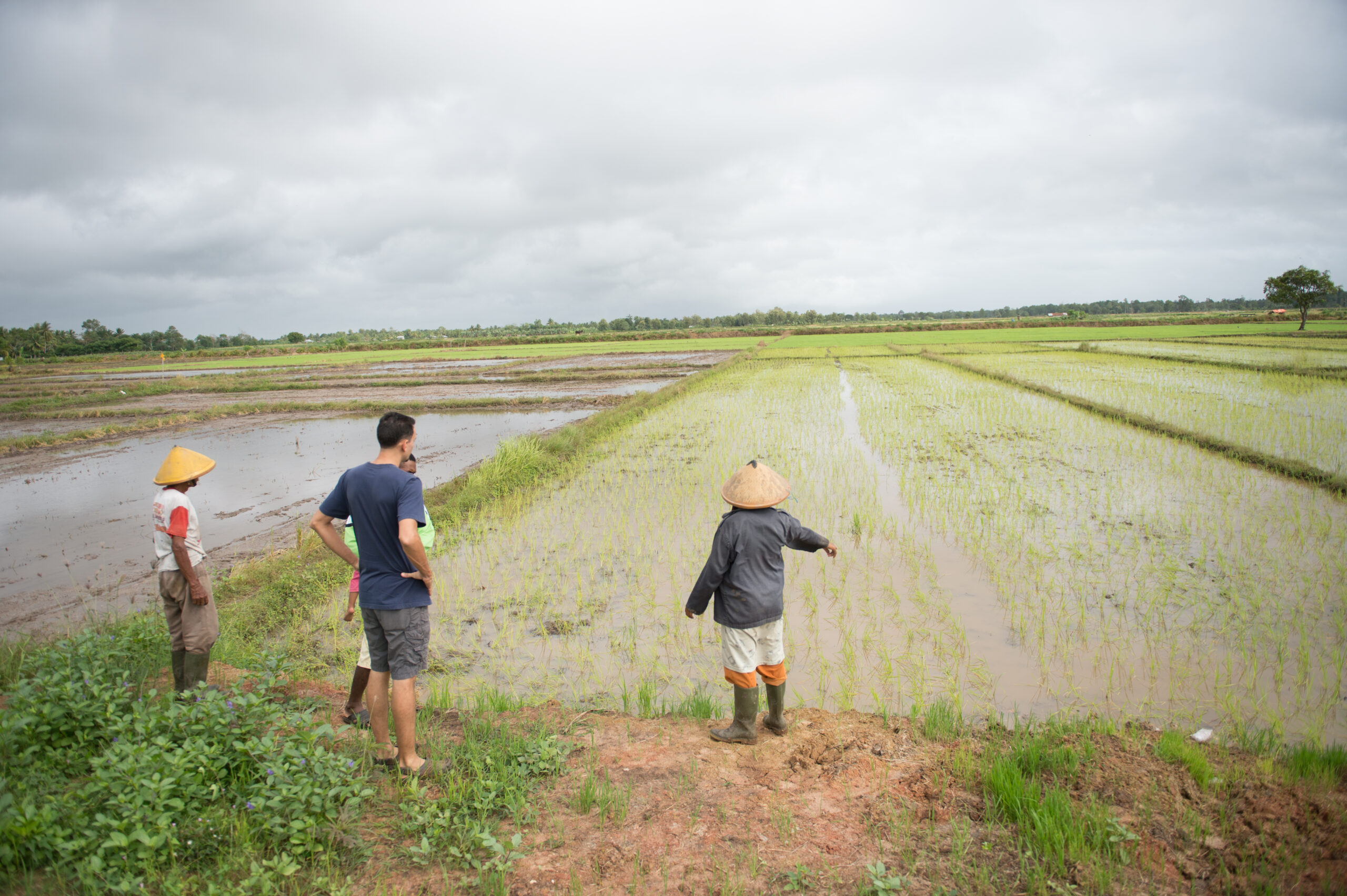 Several people standing overlooking a rice field.